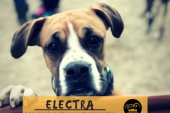 electra-principal