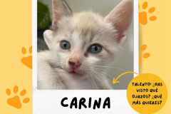 carina