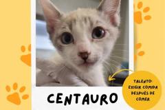 centauro