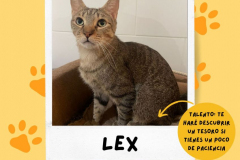 lex