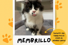 membrillo