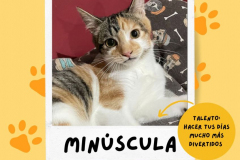 minscula