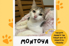 montoya