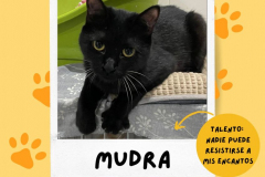 mudra