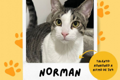 norman