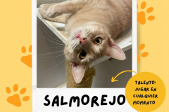 salmorejo