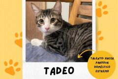 tadeo