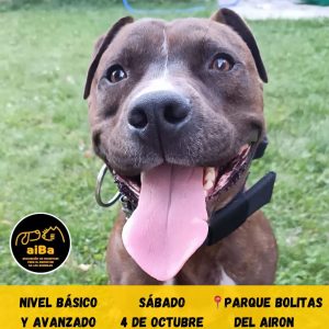 Curso de Educación Canina: 4 de Octubre