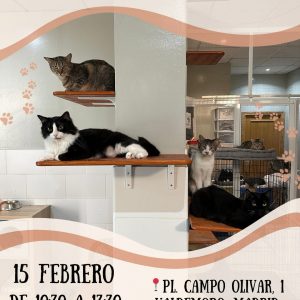 Jornadas Felinas 15 de Febrero