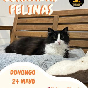 Jornadas Felinas 24 de mayo